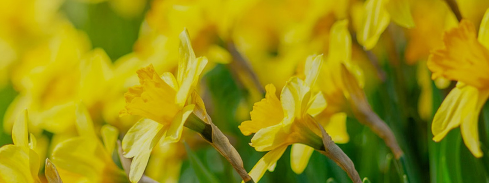 Alleluia! Christ is Risen*He is risen indeed. Alleluia!